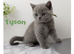 Stunning BSH kittens - lilac’s and blues