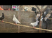 Beautiful pigeons