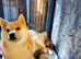*2 LEFT* KC shiba girl puppies - Mozzarella & Wensleydale