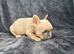 Beautiful Frenchie Pups