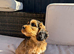 F1 Cockapoo Puppies