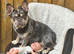 2 female French bull dogs