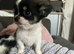 Chihuahua puppy&rsquo;s for sale