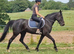 Super stunning mare