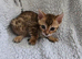 2 left beautiful bengal kitten looking for forever home