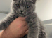 Beautiful British Shorthair kittens