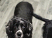 2 stunning cocker spaniel females