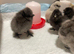 Beautiful Bantam Silkie Chicks