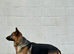 German shepherd for stud