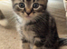 4 kittens for sale one tabby female 1 tabby male and 2 fully black males looking for forever homes!