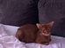 BEAUTIFUL ABYSSINIAN SORREL CAT LOOKING FOR A LOVING HOME