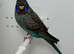 Black Face Black Wing budgie For Sale