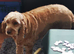 Cockapoo girl