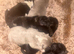 Beautiful lilac and Merle chow chow puppies