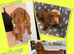 Gorgeous Miniature Dachshunds