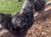 Silkie Chickens for sale