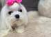 21 month Male Maltese and 5 year Female Maltese