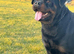 **Beautiful Female Rottweiler – 3 Years Old**