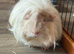 Female needing a home