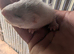 Ferret kits for sale