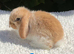 Pure bred mini lop baby rabbit.
