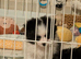 Stunning male pomchi