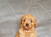Cavapoo puppies