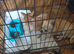 Two chihuahua boy and girl