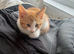 3 ginger males ready for their new home