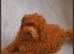 Last boy. DEEP RED Toy Poodle puppy