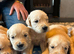 Gorgeous goldens