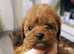 Cavapoo Puppies Red ️!!!.