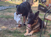 German shepherd x Rottweiler puppies