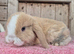 Mini lop baby boys ready now