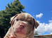 Pocket bully puppies Akbc registered