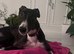 ***FERN RESCUE* GREYHOUND FOR ADOPTION***