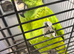 YELLOW-NAPED AMAZON PARROT