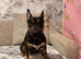 Black tri miniture bull terrier