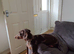 **Reduced*"Miniature dachshund mixed with Patterdale