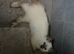 2 female ragdolls (sisters)