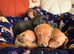 Kc reg mini dachshund pups for sale