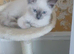 Bluey