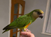 Parrots!