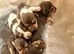 Stunning chocolate mini Jack Russells