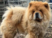 Male 2 years old chow