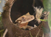 Lily white crested gecko male