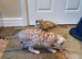 Beautiful TICA Registered Bengal Kittens.