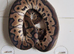 Royal pythons for sale clowns