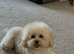 F1b toy maltipoo pups fully health tested parents