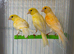 Mixed canaries for sale